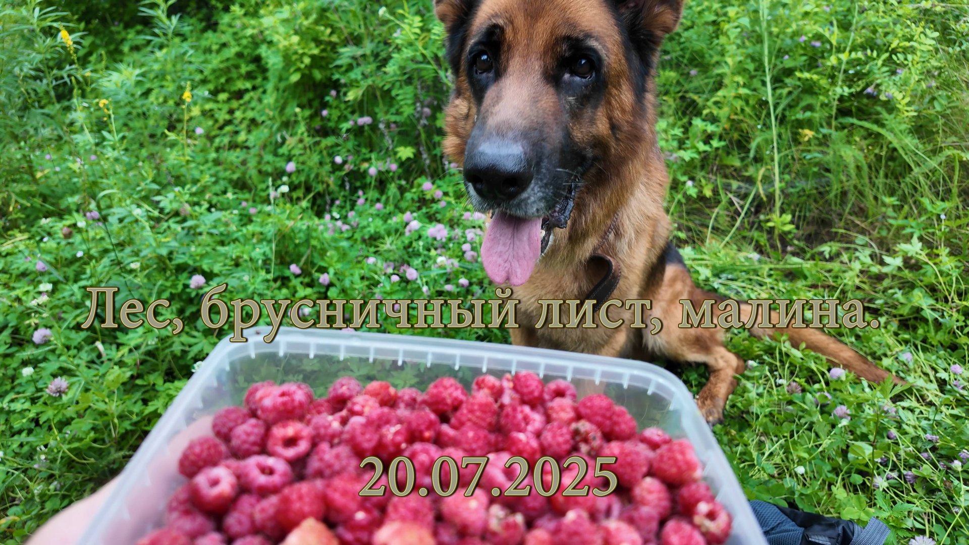 Лес, брусничный лист, малина. 20.07.2025 смотреть онлайн