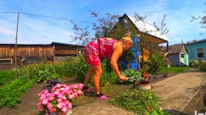 Моя Деревня на Алтае,навела порядки в огороде