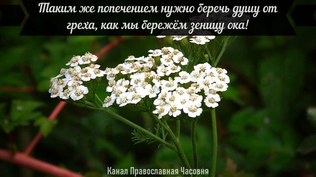 ИЗБРАННЫЕ МУДРЫЕ СОВЕТЫ ФЕОФАНА ЗАТВОРНИКА смотреть онлайн