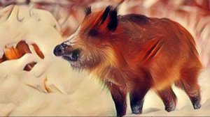 Дикие кабаны Сибири. Документальный фильм