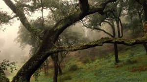 Муджи. Ты сама Жизнь. Медитация