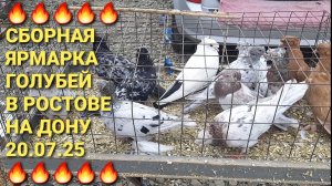 🔥🔥🔥 20.07 25. Сборная ярмарка голубей в Ростове на Дону. Pigeons Fair.  Bird Market.