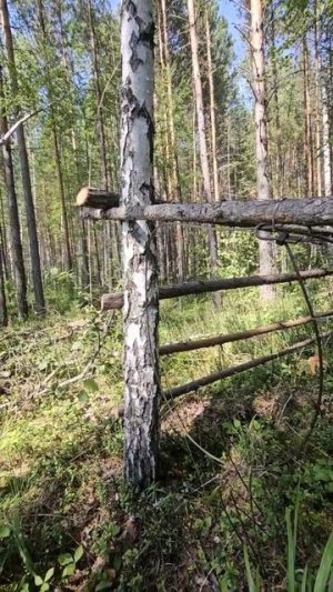 НАШЛИ ПЕТЛЮ НА МЕДВЕДЯ