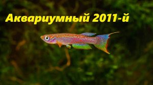 Аквариумная ретроспектива. Год 2011-й