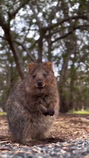 Квокка — это маленький сумчатый млекопитающий смотреть онлайн