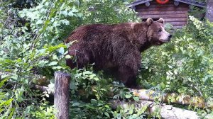 Мансур наводит порядок в своём лесу 🐻🧹🌿