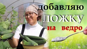 Лучшие подкормки для огурцов в июле, чтобы они плодоносили до холодов