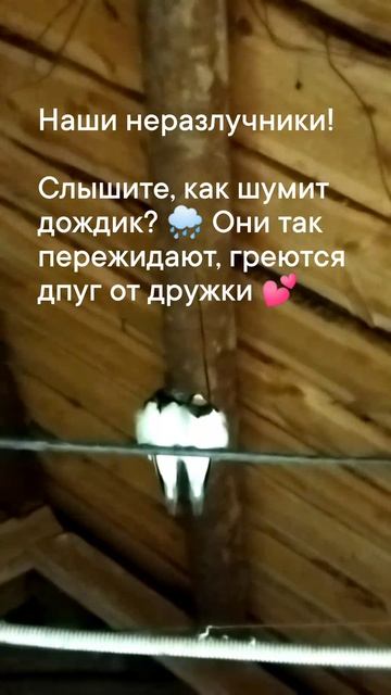 Неразлучники по-деревенски