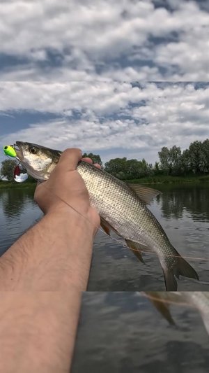 жерех на тейл спиннер с лодки. Рыбалка 2025