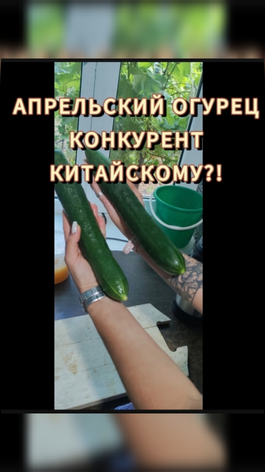 Апрельский огурец конкурент китайскому сорту? смотреть онлайн