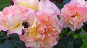 Цветение роз. Сад в Ленинградской области.