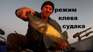 режим клева судака в условиях летней жары.