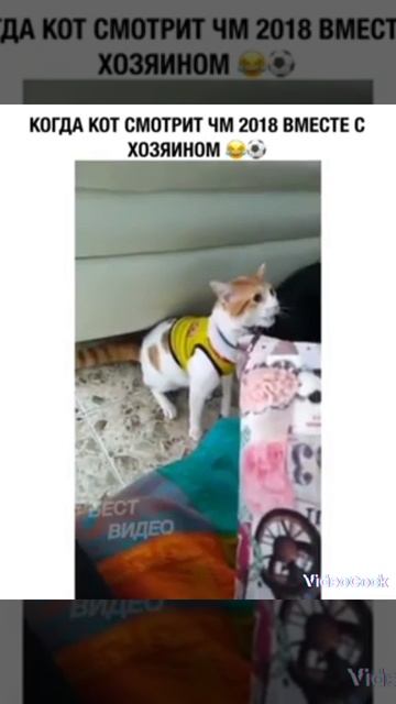 Кот болейщик