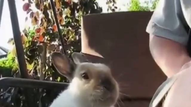 Чих, который растопит сердце: почему кролики — самые милые существа на свете? смотреть онлайн