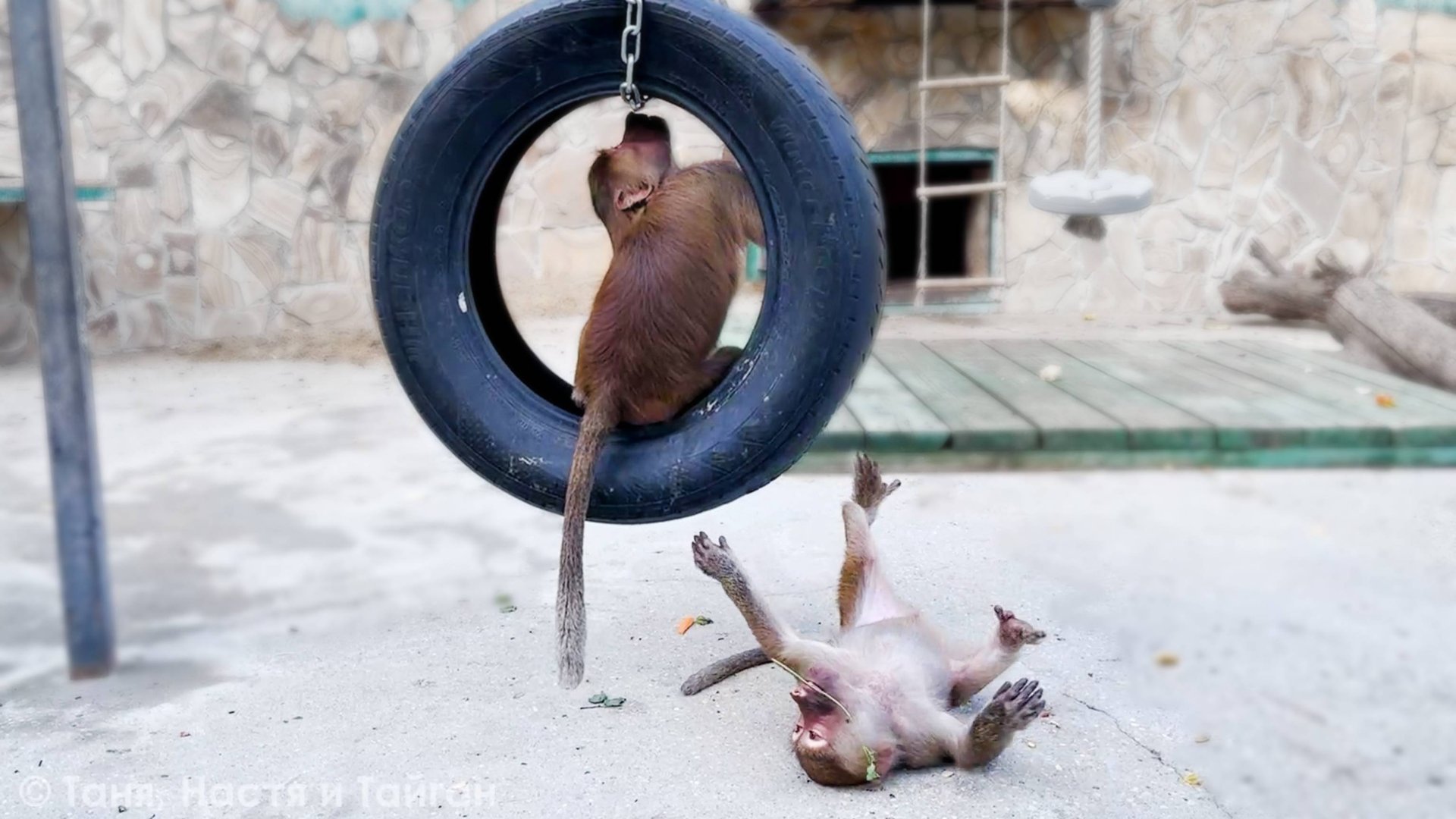 Волшебная трава - Степка, Маня и Тося растеклись по вольеру! Гамадрилятам явно понравилось! смотреть онлайн