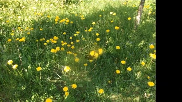 Загуляю - Автор музыка и поёт Артур Иванов смотреть онлайн