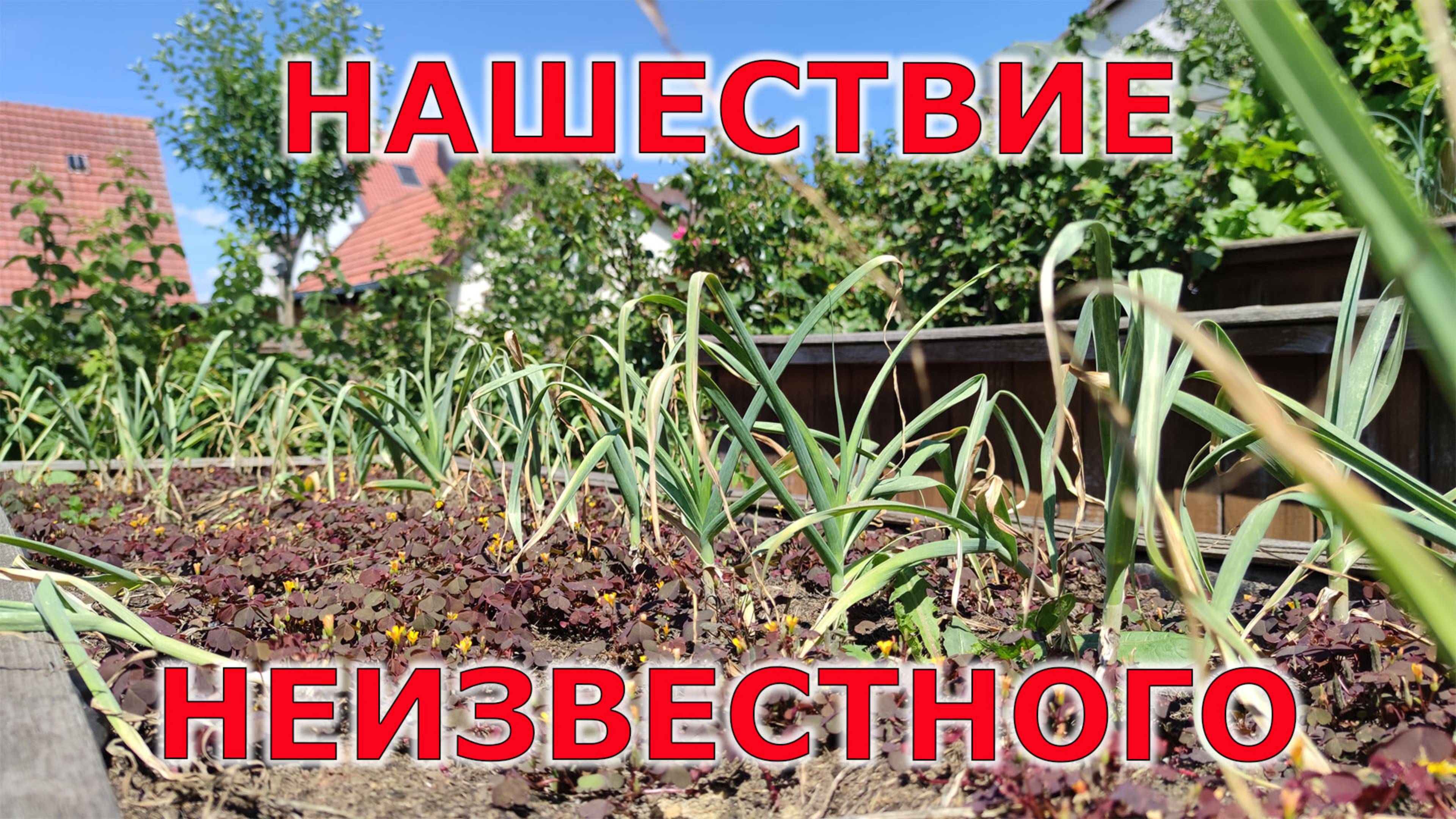 НАШЕСТВИЕ В ВЫСОКОЙ ГРЯДКЕ. ЗАВАЛИЛАСЬ ДРОВНИЦА смотреть онлайн