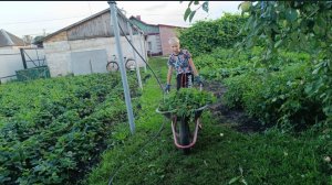 ЖИЗНЬ В ДЕРЕВНЕ/МЫ НА ЧЕМОДАНАХ/КАК ВСЁ НЕ ВОВРЕМЯ/ЗАРАСТАЕТ ОГОРОД