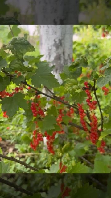 Лето в деревне-это…