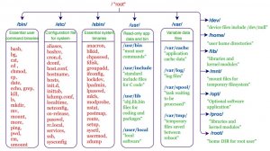 Структура файловой системы Linux  от : до :usr | Основы Linux