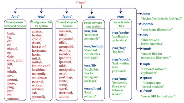 Структура файловой системы Linux от : до :usr | Основы Linux
