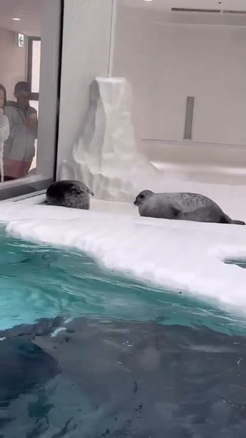 Морские котики дерутся))