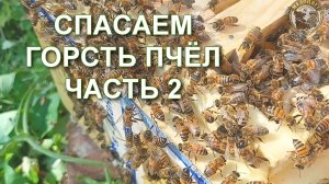 Спасаем горсть пчёл-трутовок Часть 2.mp4
