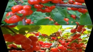 Знаменитые сорта войлочной вишни