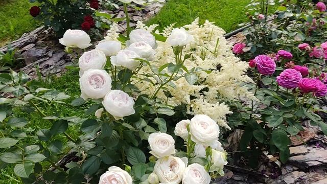 Цветение роз. Герцогиня Кристина. смотреть онлайн