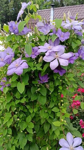 Клематис Миссис Чолмондели  (Mrs. Cholmondeley)