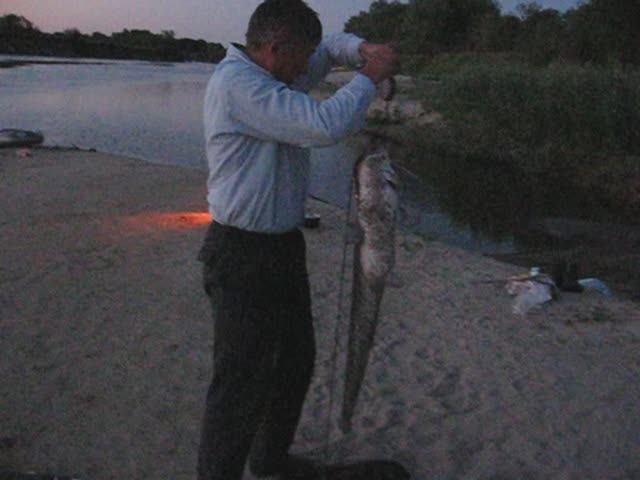 Азеево Мокша Сом 7 кг