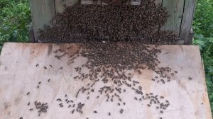 Как поймать рой