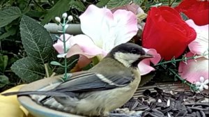 На кормушку прилетели Воробьи, Большаки, Зеленушки и все со своими птенцами