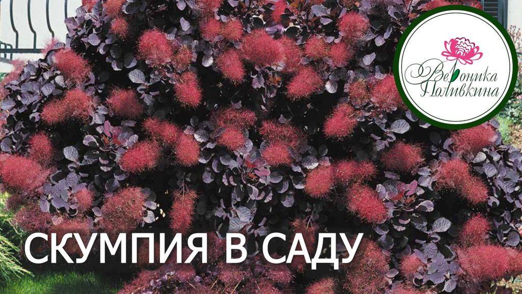 Скумпия в саду смотреть онлайн