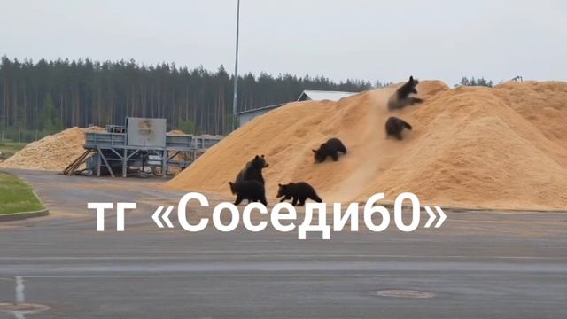 медведи