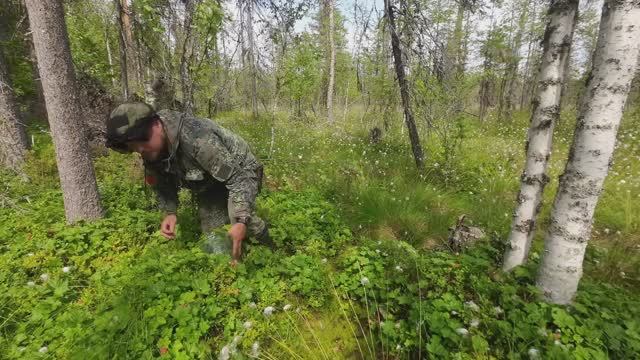 СБОР ДИКОРОСОВ НА СЕВЕРЕ. НАЧАЛО ЯГОДНОГО СЕЗОНА. НА ДИКОЕ БОЛОТО ЗА ЯГОДОЙ МОРОШКОЙ. ЯГОДЫ КАРЕЛИИ смотреть онлайн