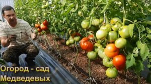 Обзор ранних сортов томатов