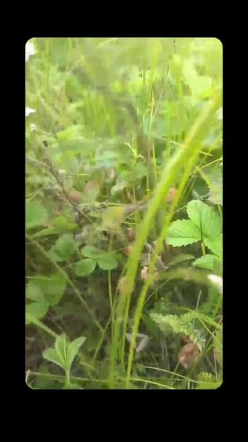 Собираем лесную клубнику