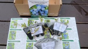 Мичуринское Диво, Генералиссимус Суворов, Лидмакс