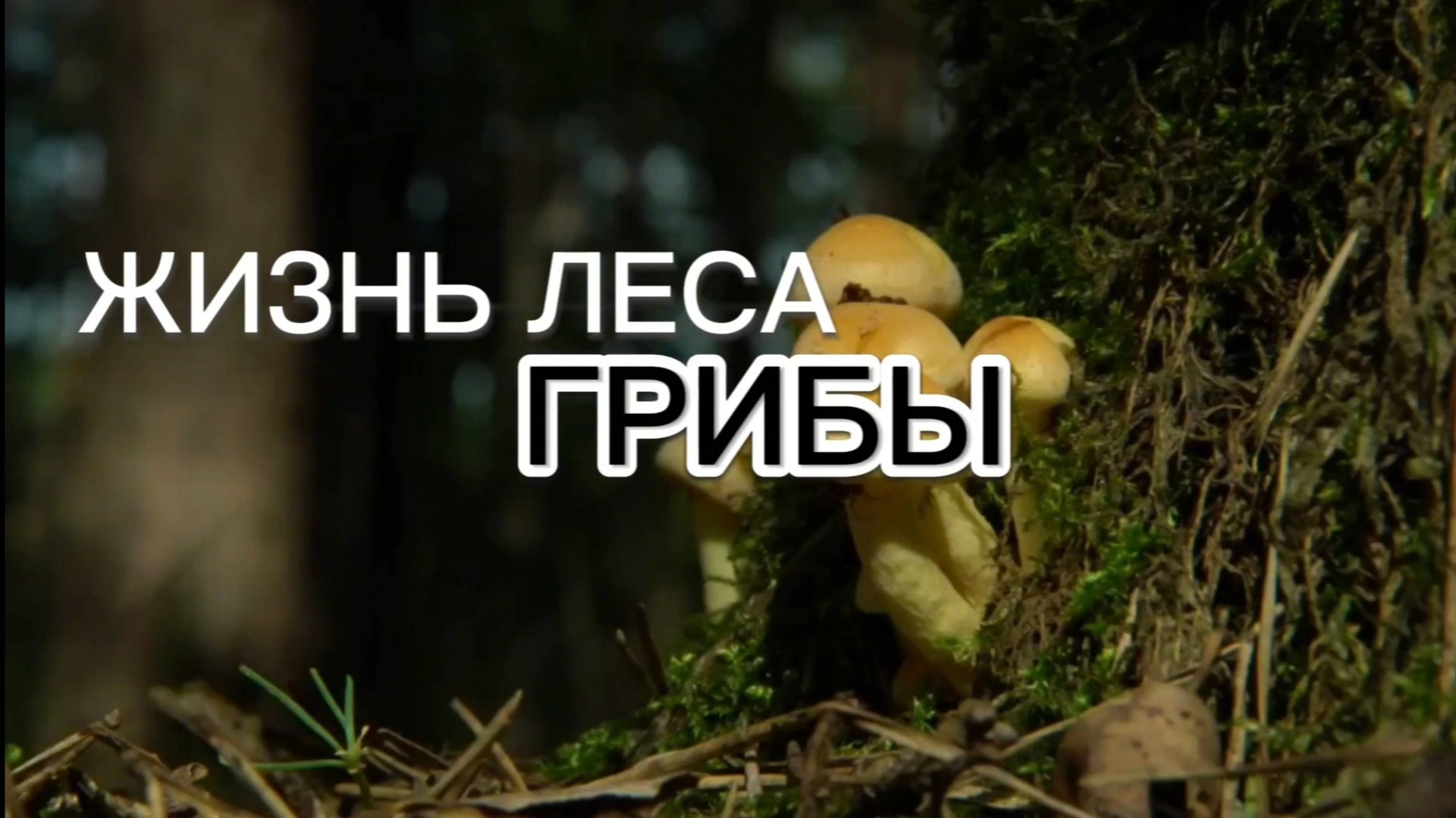 Жизнь леса. Грибы смотреть онлайн