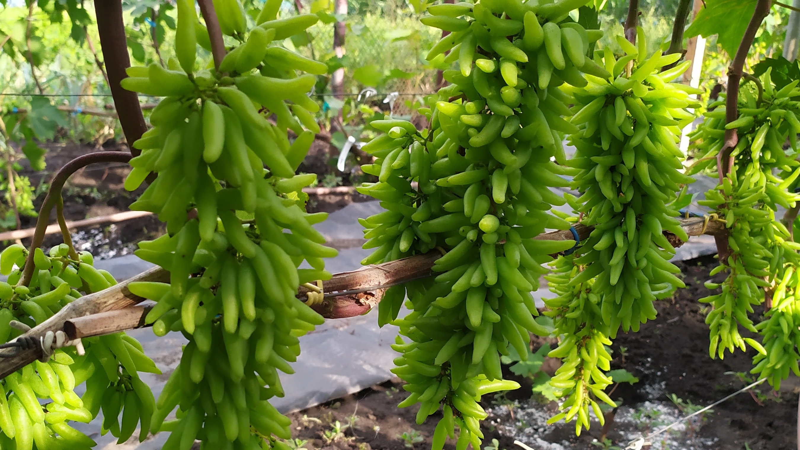 КИШ-МИШ на моём участке!!!  часть 1