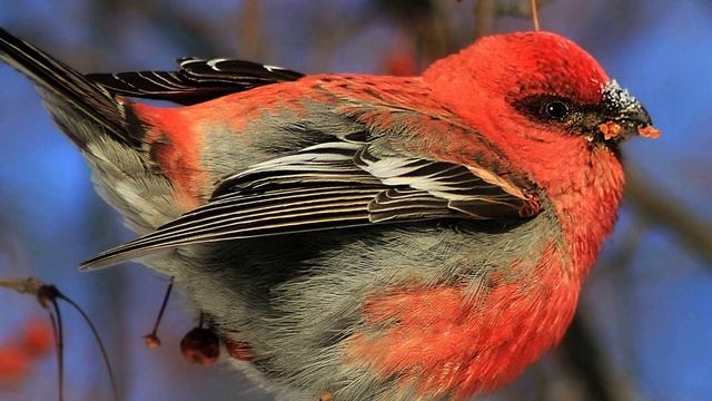 Пение птицы. Птицы. Пение птиц. Щур для умиротворения смотреть онлайн
