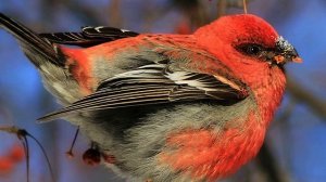 Пение птицы. Птицы. Пение птиц. Щур для умиротворения