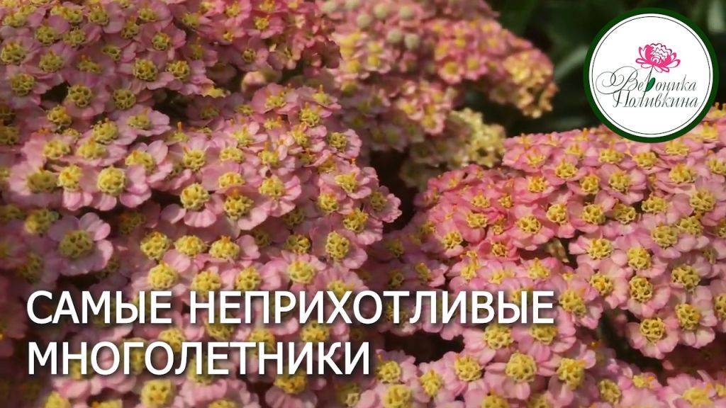 Самые неприхотливые цветы. Тысячелистник смотреть онлайн