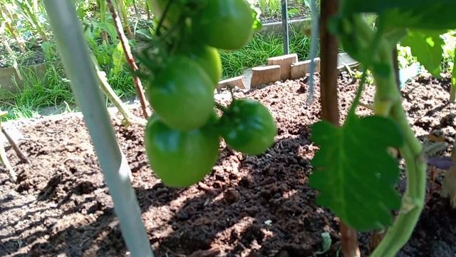 ОБЗОР ТОМАТОВ В ОТКРЫТОМ ГРУНТЕ. ДРУГАЯ СТОРОНА ГРЯДЫ. смотреть онлайн