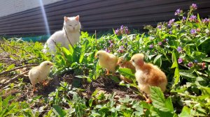 Как снять курицу с яиц. Пять тонн Южной короны. Сезон мяса в разгаре. Новая живность в хозяйстве