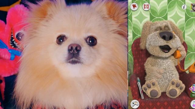 ГОВОРЮ С БЕНОМ | ГОВОРЯЩИЙ БЕН РАССКАЗАЛ ТАЙНУ ПРО МОЕГО ХОЗЯИНА смотреть онлайн