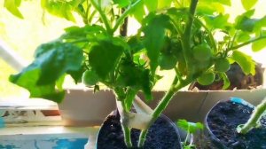 Секреты выращивания помидор на балконе и подоконнике.