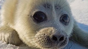 Байкальская нерпа. Документальный фильм