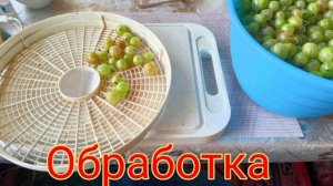 Обрабатываем крыжовник